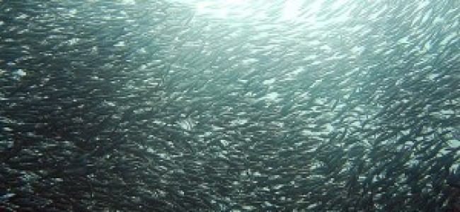 Sardine Disappearance Was Foreseen But Ignored