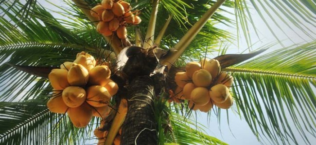 What Coconut Can Do For Your Health