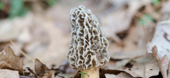 Morel mushrooms:  The Hunt or The Find?