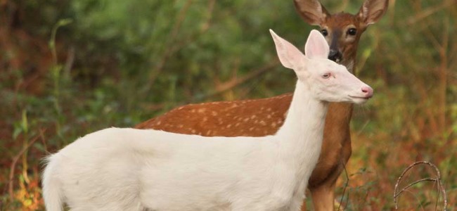 When the Albino Deer Came to Stay at Presque Isle Park