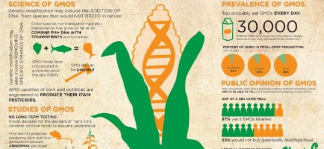 Do You Really Know What’s Going On With GMOs?