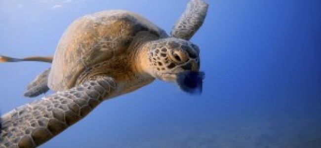 Plastic deluge threatens world’s sea turtles