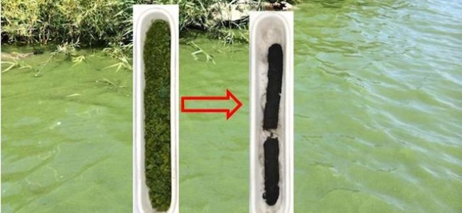 Toxic Algae Could Power “Super Batteries” of Tomorrow