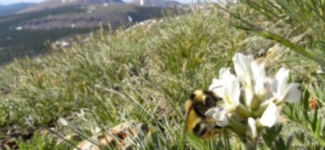 Bumble Bees Changing In Response To Decreased Flower Diversity, Research Shows