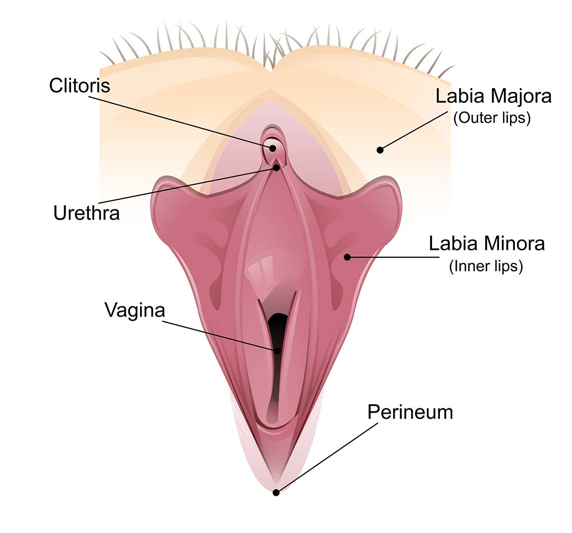 Что такое-вагина