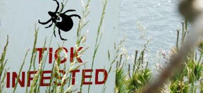 As Climates Change, Ticks Will Come Out To Play